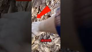 Animal Stuck Inside Tree Trunk Is Rescued 😱