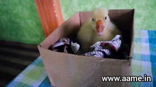 Chick In A Box