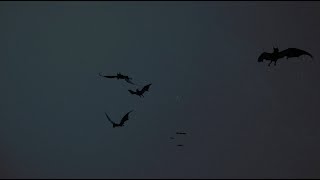 Mexican Free-tailed Bats