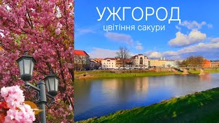 УЖГОРОД/Uzhgorod 2022 timelapse. Цвітіння сакури