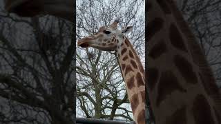 Outdoor Weekend - Giraff