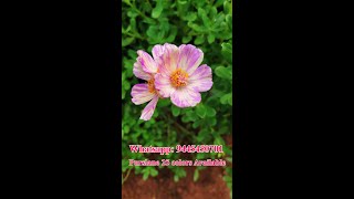 Portulaca - Purslane - Cindrella - Jumbo - 80 Colors Available - Pathumani - Whatsapp : 9445450701