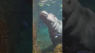 Did you know there's an AQUARIUM in New Jersey with HIPPOS?!  #hippos #aquarium #newjersey #Camden