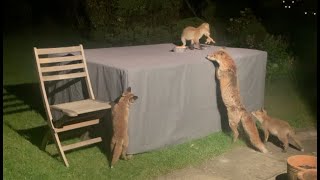 Day in The Night of Cute Baby Fox Cubs!