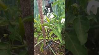 Panen Cabe Rawit Di Kebun Atap Rumah #shorts #youtubeshorts #caberawit #cabe #panen