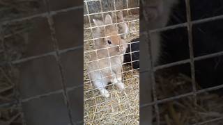 Кролики, пухнасті кумедники 🐰🐇🐇 #shorts #шортс #кролик #rabbit