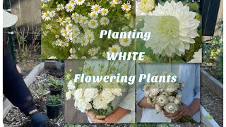 PLANTING WHITE SUMMER FLOWERING PLANTS | Dahlias, Chamomile, Strawflower & Lisianthus 🤍🌱🤍🌱