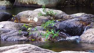 Gentle Stream Of Water | ASMR Sound Of Running Water 4K