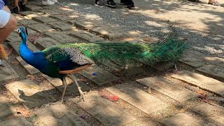 Peacock , encounter in Tanay,Rizal.#pilgrimage #pilgrim #tanayrizal #regina