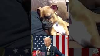 Dog Tries To Sleep During Joe Biden's Speech...