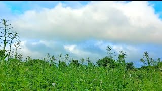 The Cloud is Moving Fast ! Time Lapse Video - THE NATURE