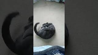 Cat attacks her own foot