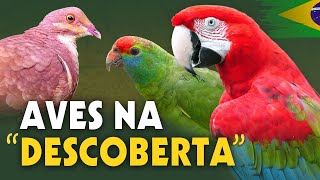 AVES que marcaram a HISTÓRIA do "DESCOBRIMENTO do BRASIL"