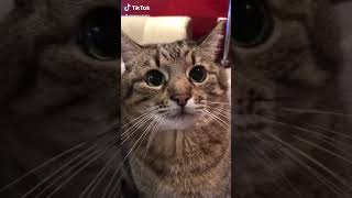 Смешные Коты в Тик Ток cute cats Tik Tok 💞💞💞