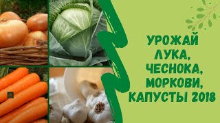 Урожай: Лука, чеснока, моркови, капусты 2018 г