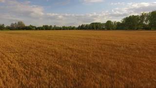 Dance of The Golden Field