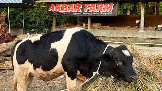 SAPI BELGIAN BLUE “ ARGOLAWU “ 🔥