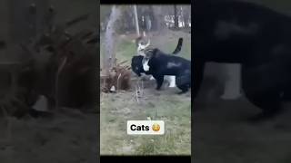 🤣 Кот-воин #животные #кошачьи #шорты #shorts #смешноевидео #забавный