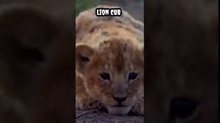 Lion cub #shorts #viral #trending