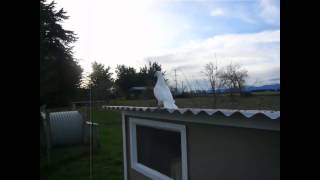 Dave the dove's first flight at 35 days old