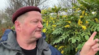 Edible mahonia flowers by Robin Harford