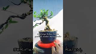 Bonsai Anting Putri #bonsai #antingputribonsai #antingputri #bonsaiantingputri