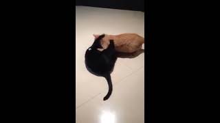 CAT home video/Wrestling fight with my brother Pinkie (orange cat) - Poquito/cat lover/cat fights