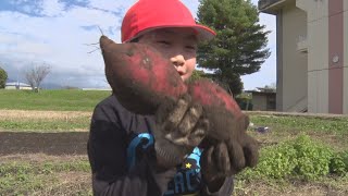 園児と児童が感謝の「芋ほり」　児童たちが植えた苗がイノシシに…猟友会が対策　その後は大きく育つ