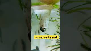 Horned nerite snail is cleaning algae in aquarium