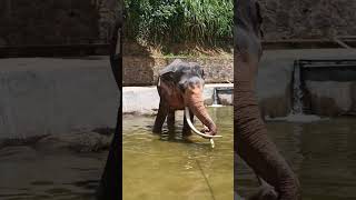 Sri Lanka Elephant🐘❤️#subscribe#elephant#srilanka#srilankaelephant#short#shorts#shots#shortsviral