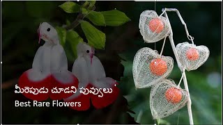 Top Best Rare Flowers | మీరెపుడు చూడని పువ్వులు | Awesome Flowers | Girl Shape Flowers