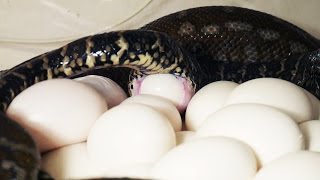 Питон откладывает яйца / Morelia bredli python laying eggs