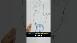 Palmar Aponeurosis part -2, Full lecture in description #anatomy #mbbs #medical #anatomyvideos #limb