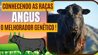 Conhecendo as raças ANGUS,  o melhorador genético !!