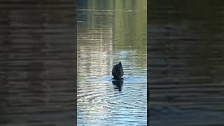 Blue heron in Lost Lagoon