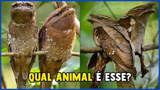 Animais estranhos encontrados na Amazônia 😱 #curiosidade #fatoscuriosos