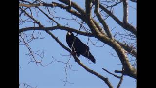 Roisterous Rooks (Dec 2018)