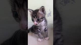 Kucing Lucu 😍 #shortvideo #feedshorts #trending #viral #tiktok #trendingshorts #tiktokviral #pororo