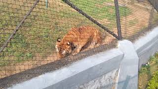 Vandaloor Zoo 🐯 Tiger & White tiger walking 🐅 good & Must visited place | RK Win Ulagam