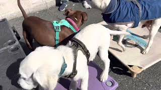 Playtime at Puppy Preschool