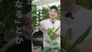 【よく見るとわかる】ベンガレンシスの葉の色が薄くなって落ちる原因#植物のある暮らし #観葉植物 #ベンガレンシス