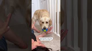 This Is How To Talk To Your Golden Retriever