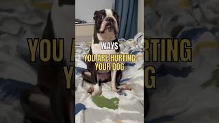 Ways You Are Hurting Your dog 😡 🐕 #facts #animals #dog #youdidntknow #pet #interesting