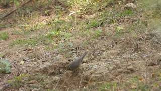 Sulphur bellied warbler