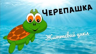 «ЧЕРЕПАШКА» життєвий цикл. 🐢