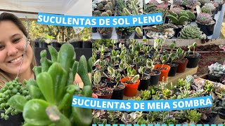 Dicas de cuidados com Suculentas de Sol Pleno e Suculentas de meia sombra