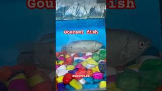 #gouramibreeding #plants #breedingtank #fish #aquariumpets #water #aquariumfishfish #aquariamfish