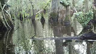 Florida swamp spy