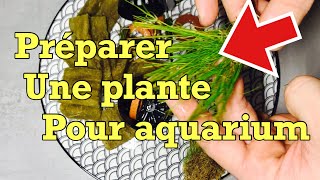 Préparation d’une plante d’aquarium, petits conseils