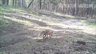 Лесной перекрёсток